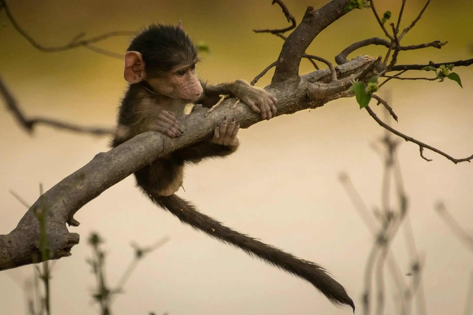 monkey-chobe-national-park