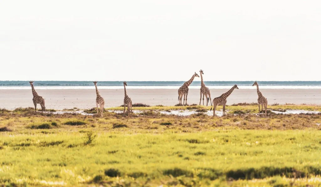 giraffe-in-etosha-nambia