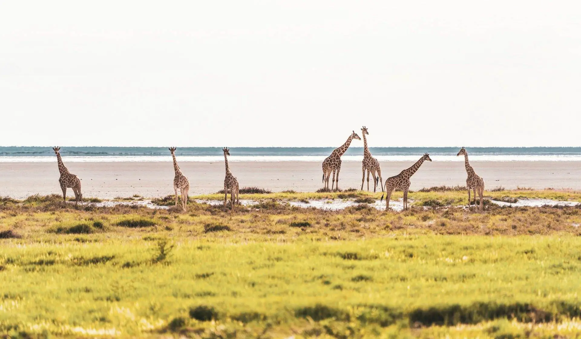giraffe-in-etosha-nambia