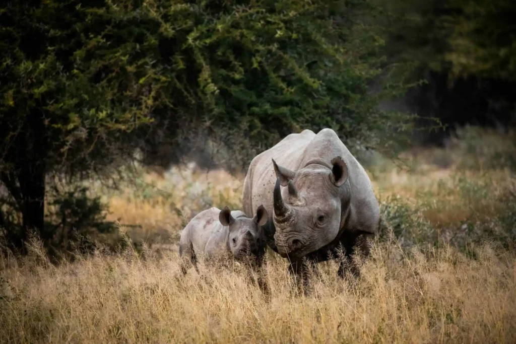 Rhino in Kaziranga Rhino in Kaziranga