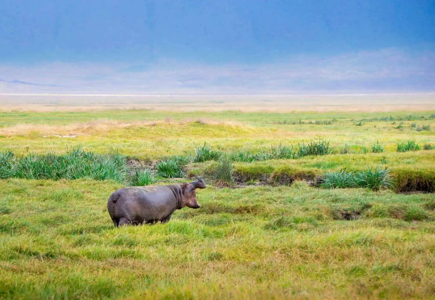 hippo-in-ngorongoro hippo-in-ngorongoro