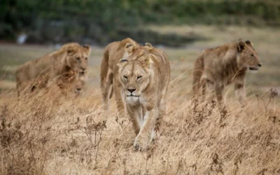 10 Facts About Tanzania’s Ngorongoro Crater You Should Know