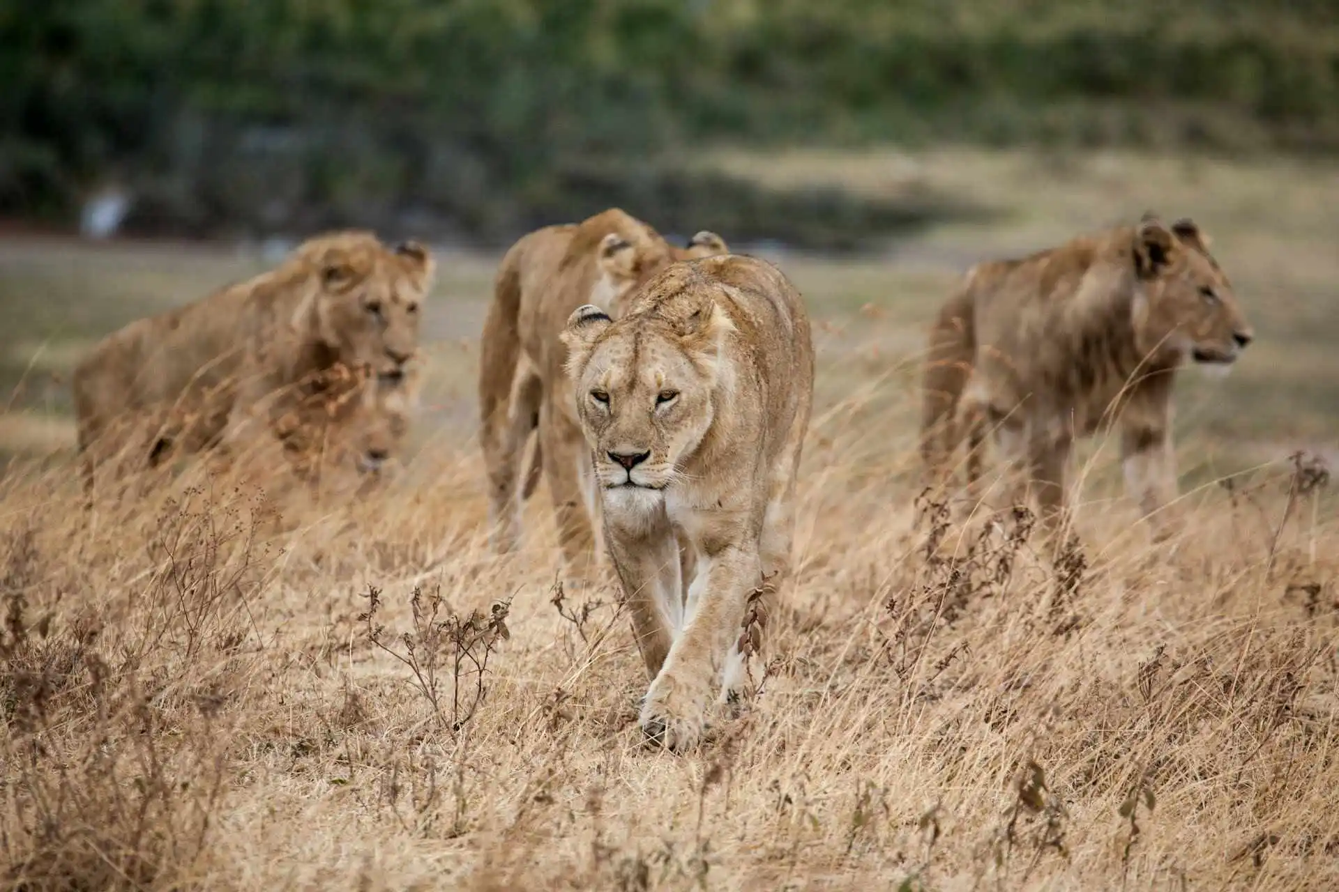ngorongoro-crater-facts