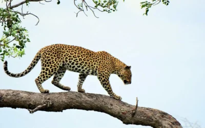 Top 10 Wild African Spots to See Elusive Leopards