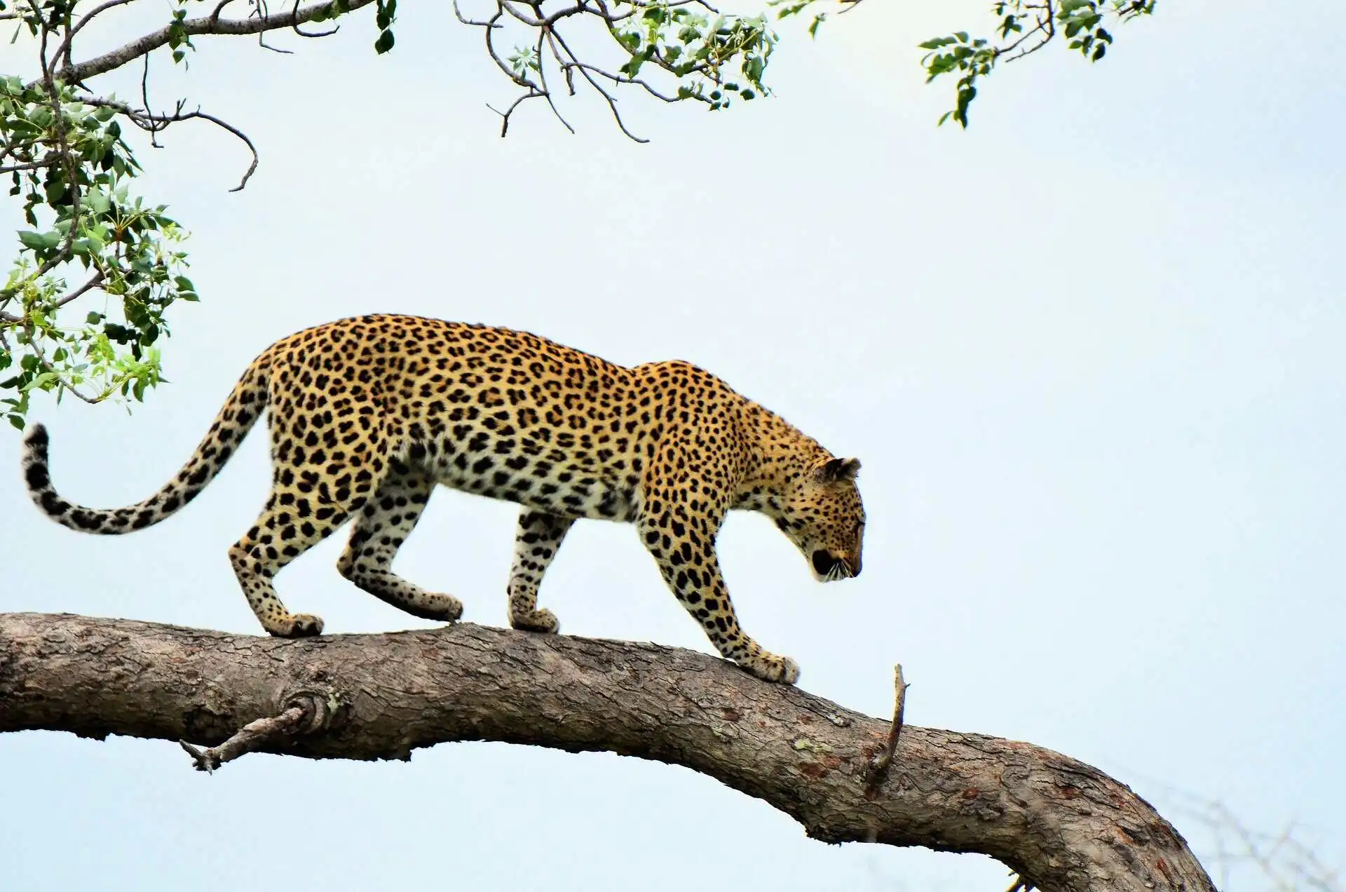leopard-top-destinations