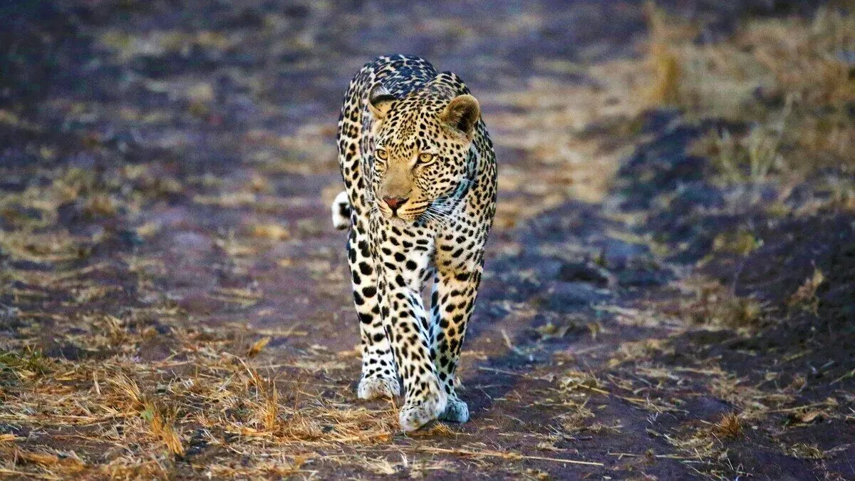 leopard-africa-roaming leopard-africa-roaming