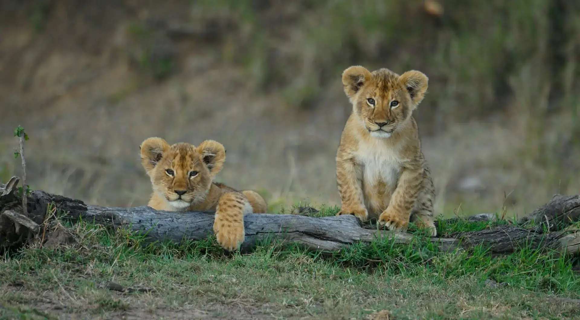 masai-mara-two-lion-cubs masai-mara-two-lion-cubs