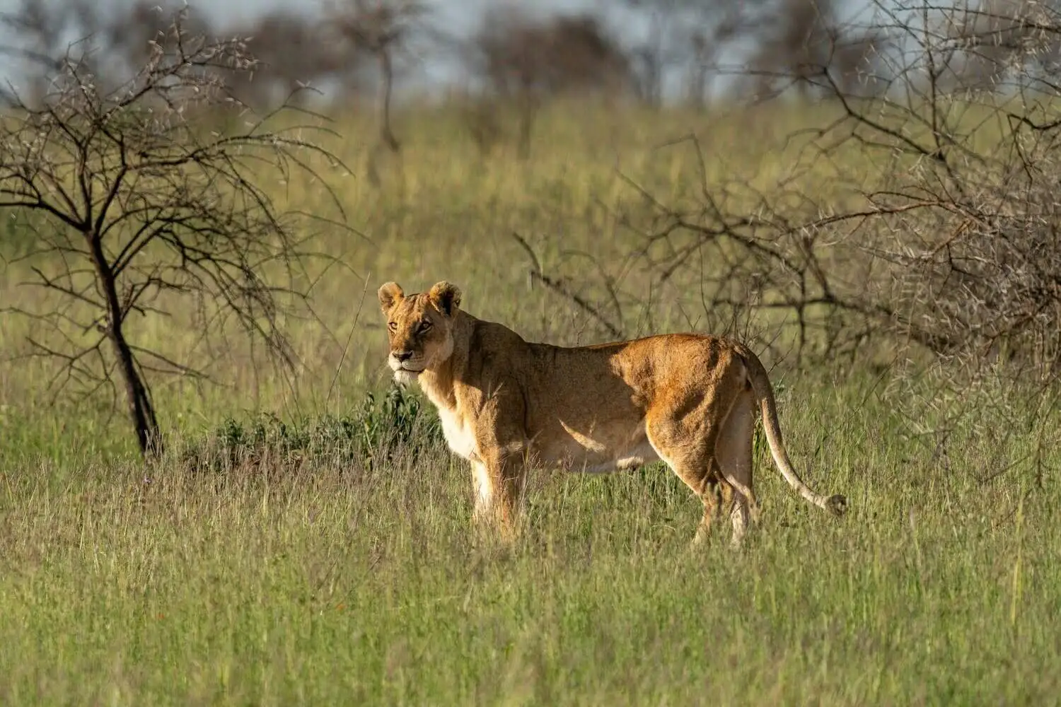 serengeti-lion-in-green-grass serengeti-lion-in-green-grass