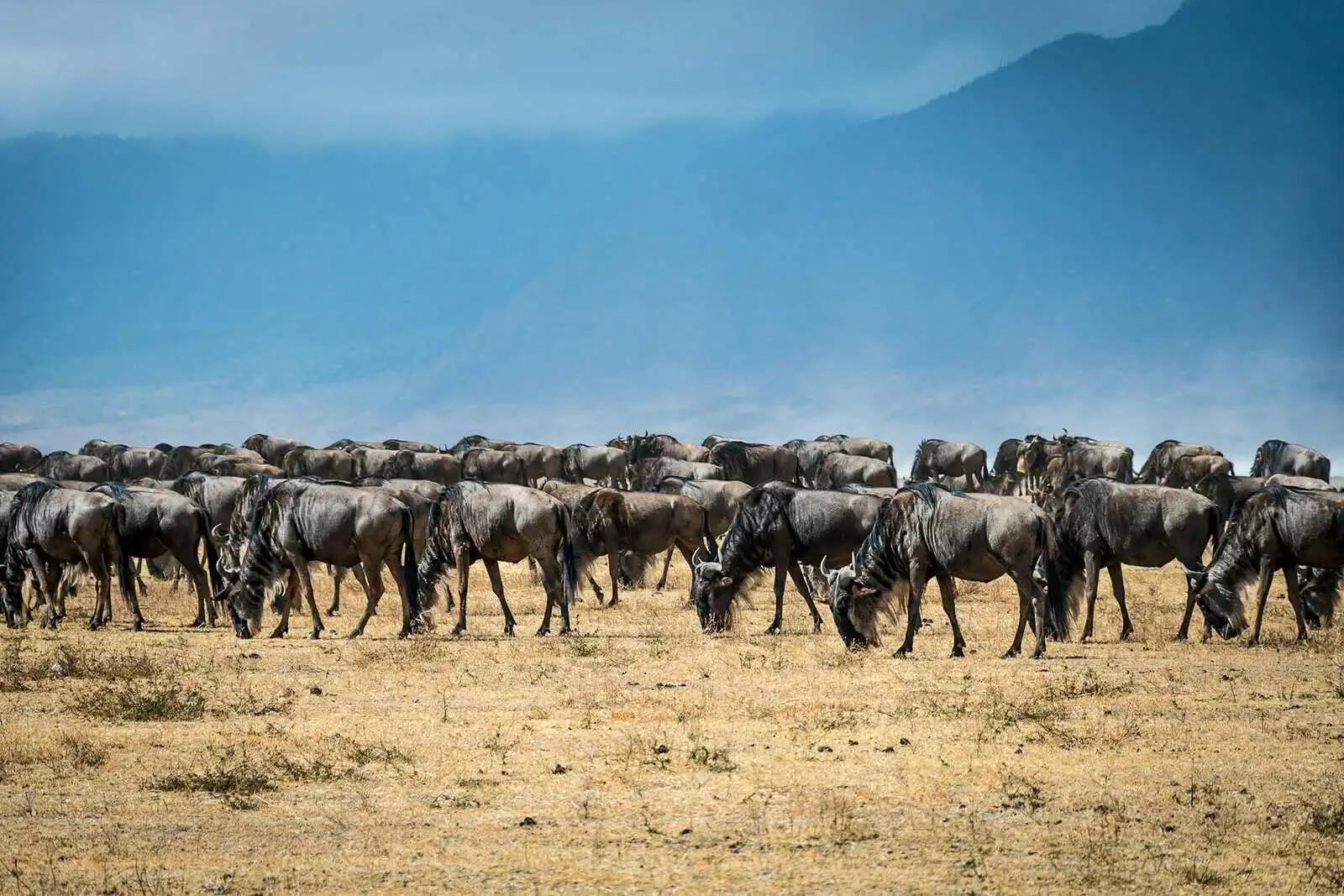 the-great-migration-wildebeest-gnu the-great-migration-wildebeest-gnu