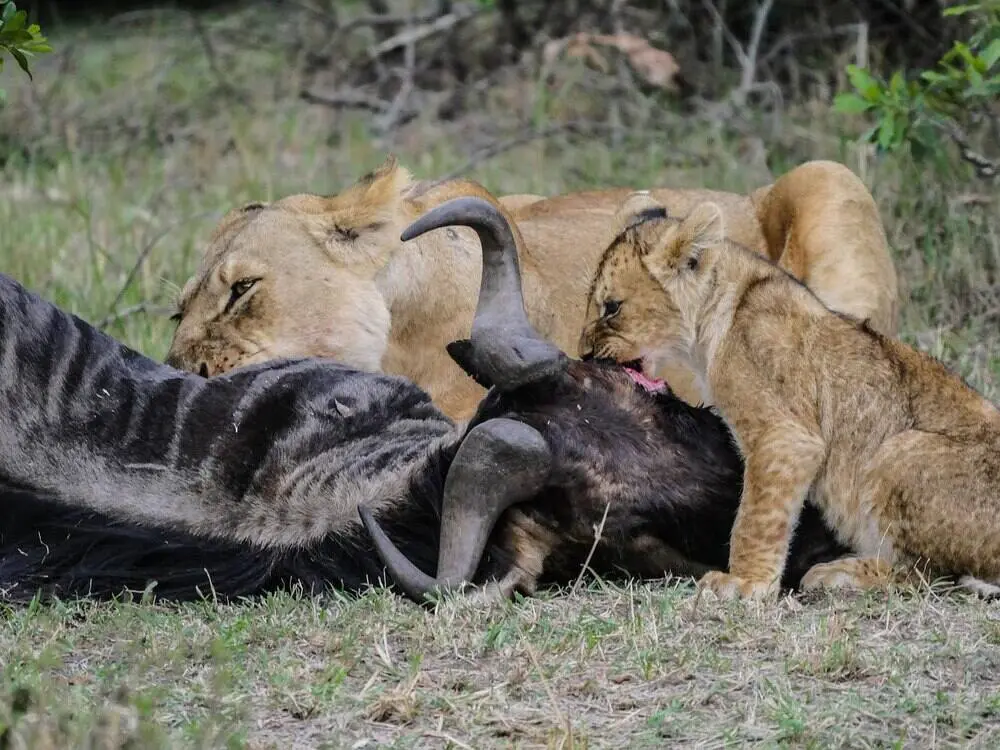 lion-and-cub-feeding lion-and-cub-feeding