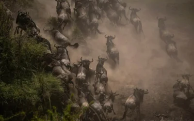 Complete Guide to a Wildebeest Migration Safari