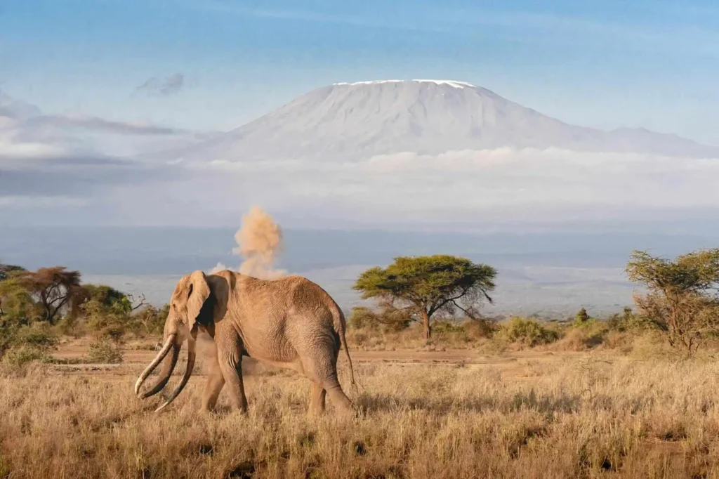 elephant-with-kilimanjaro-in-backdrop