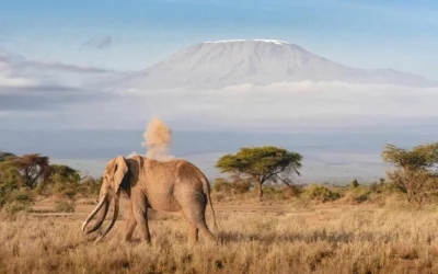 Tanzania Safari Tips for First-Time Visitors