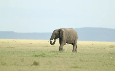 Best Places To See the Big Five Animals in Kenya