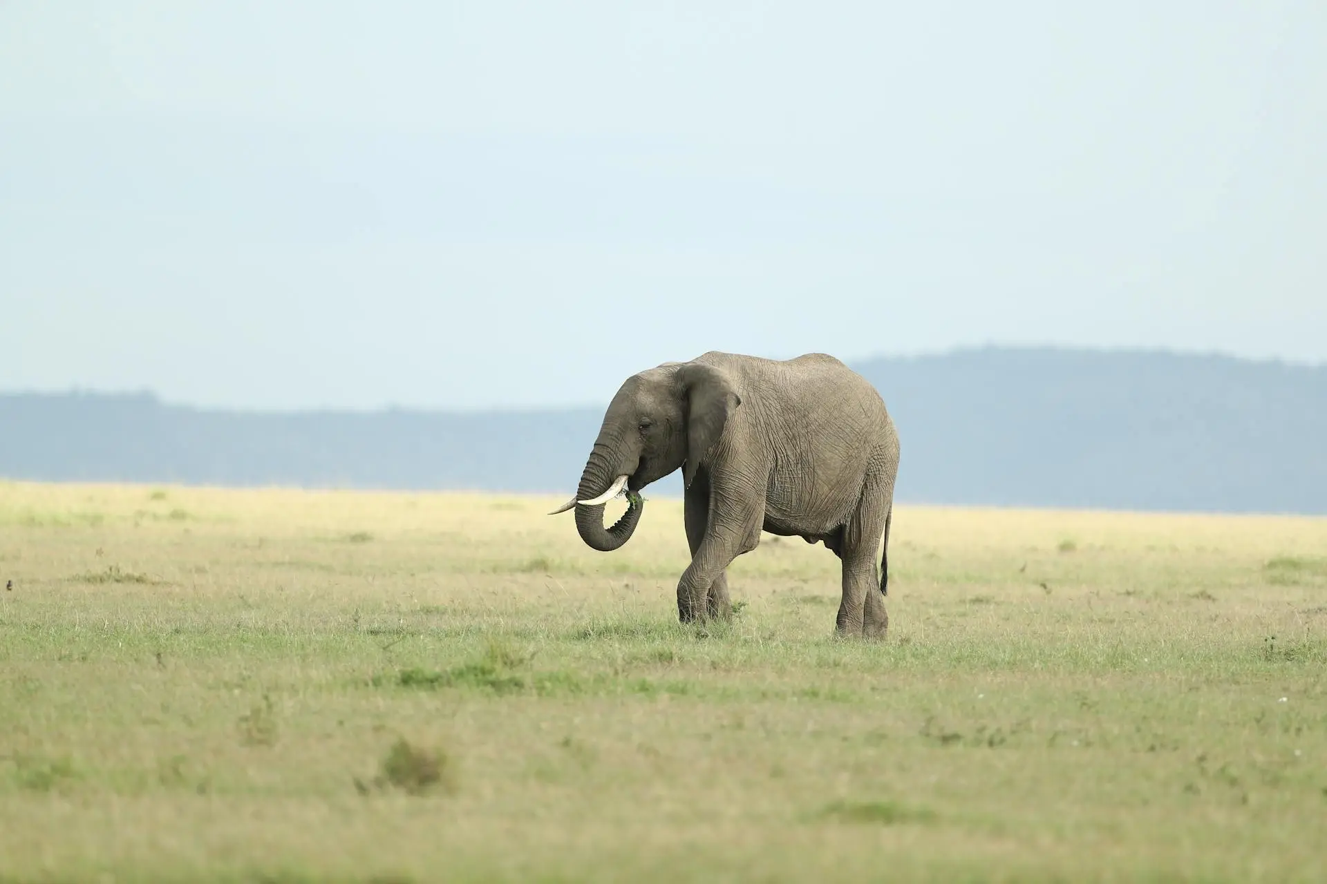 elephant-in-masai-mara-savanna