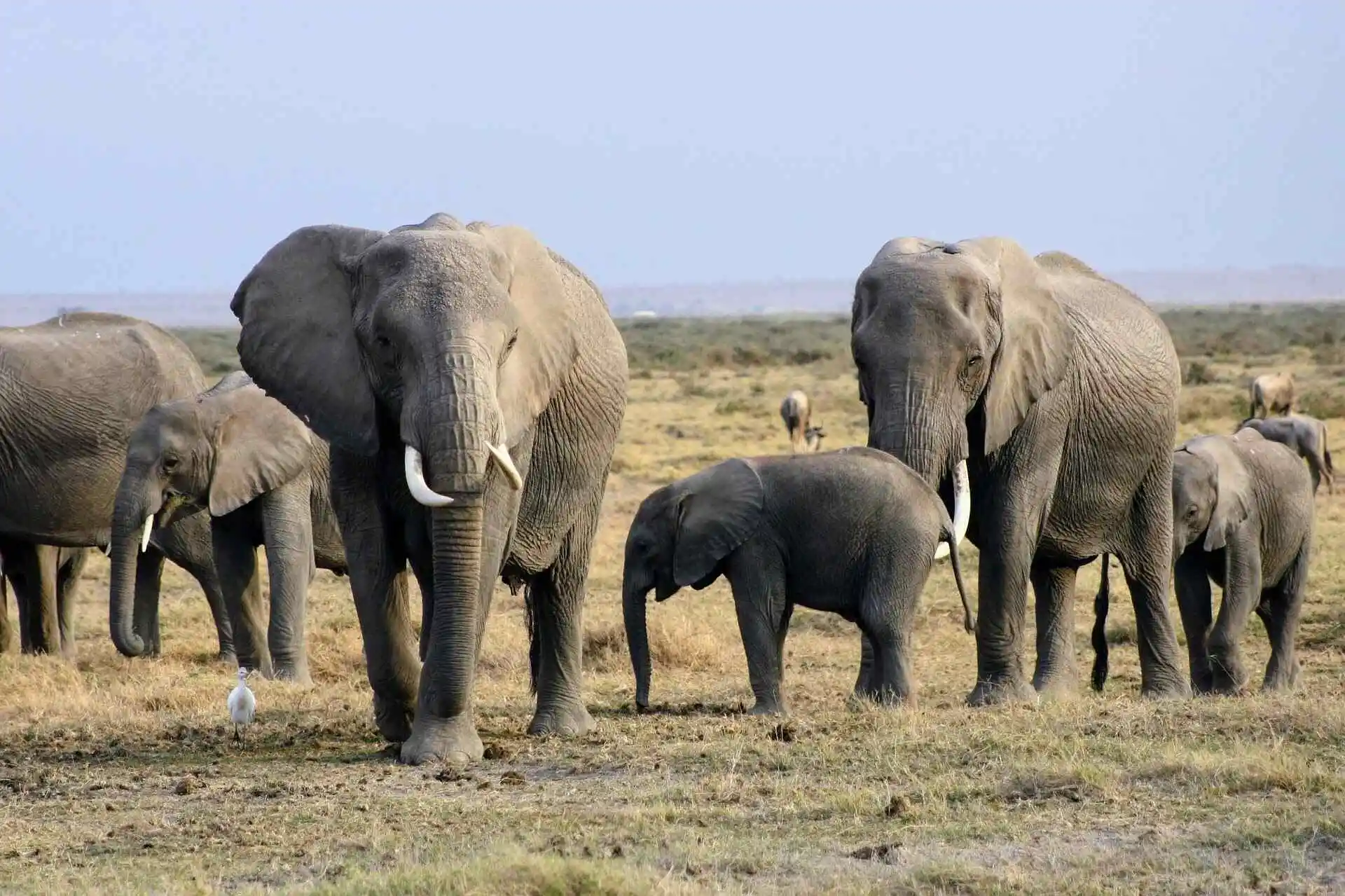 amboseli-elephants-herd amboseli-elephants-herd