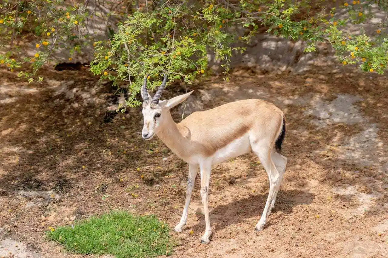 rhim-gazelle rhim-gazelle