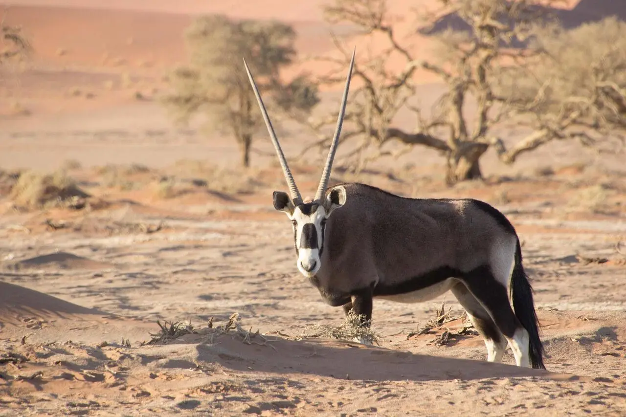 oryx-antelope oryx-antelope