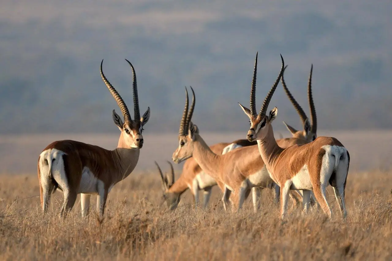grants-gazelle grants-gazelle