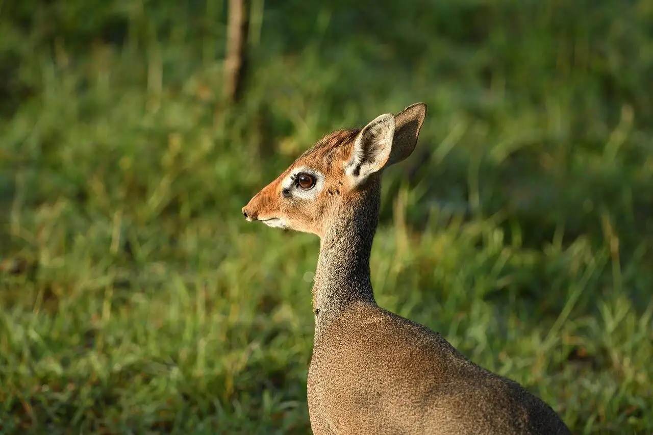 dik-dik-antelope dik-dik-antelope