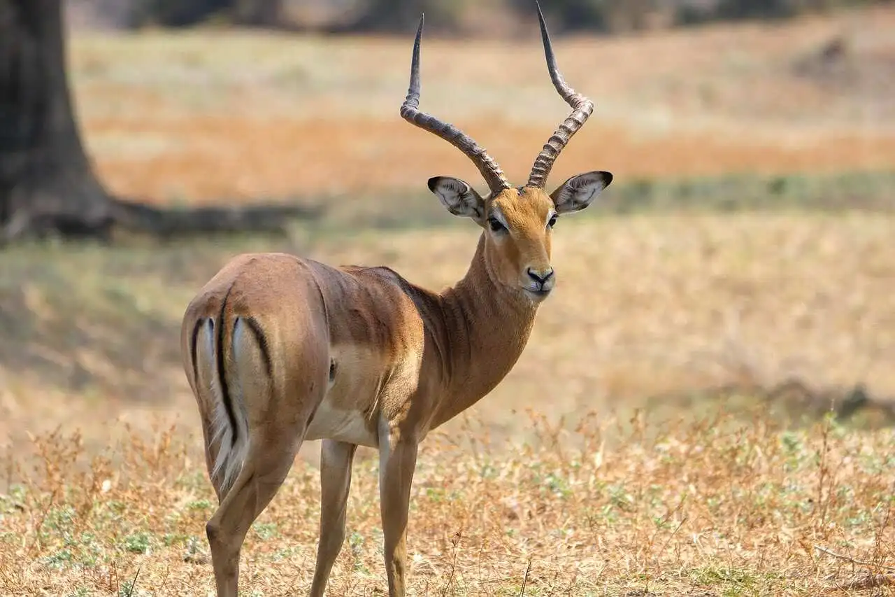 impala-antelope impala-antelope