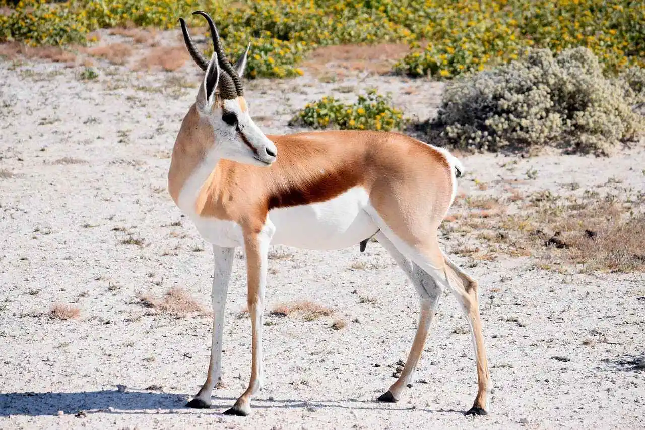 springbok-male-antelope springbok-male-antelope