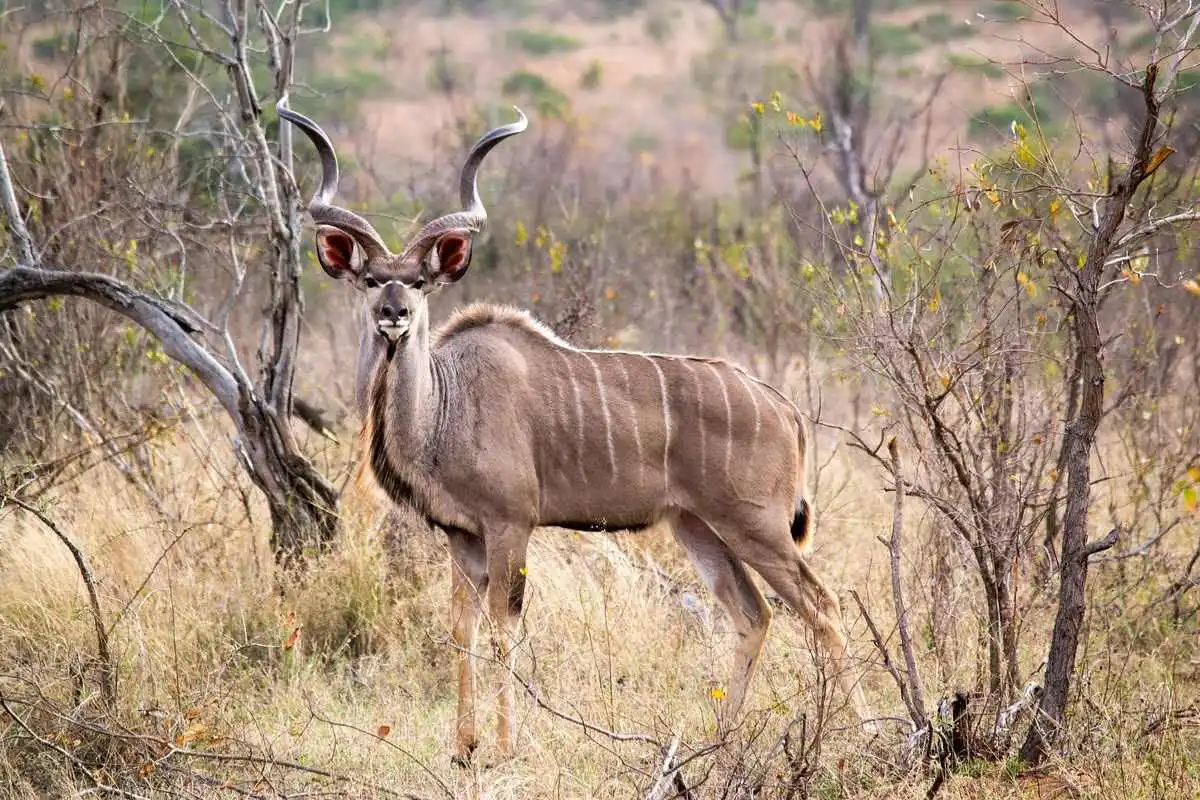 kudu-antelope kudu-antelope