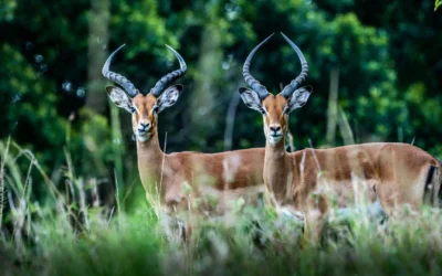 Antelope vs. Gazelle: What is the Real Difference?