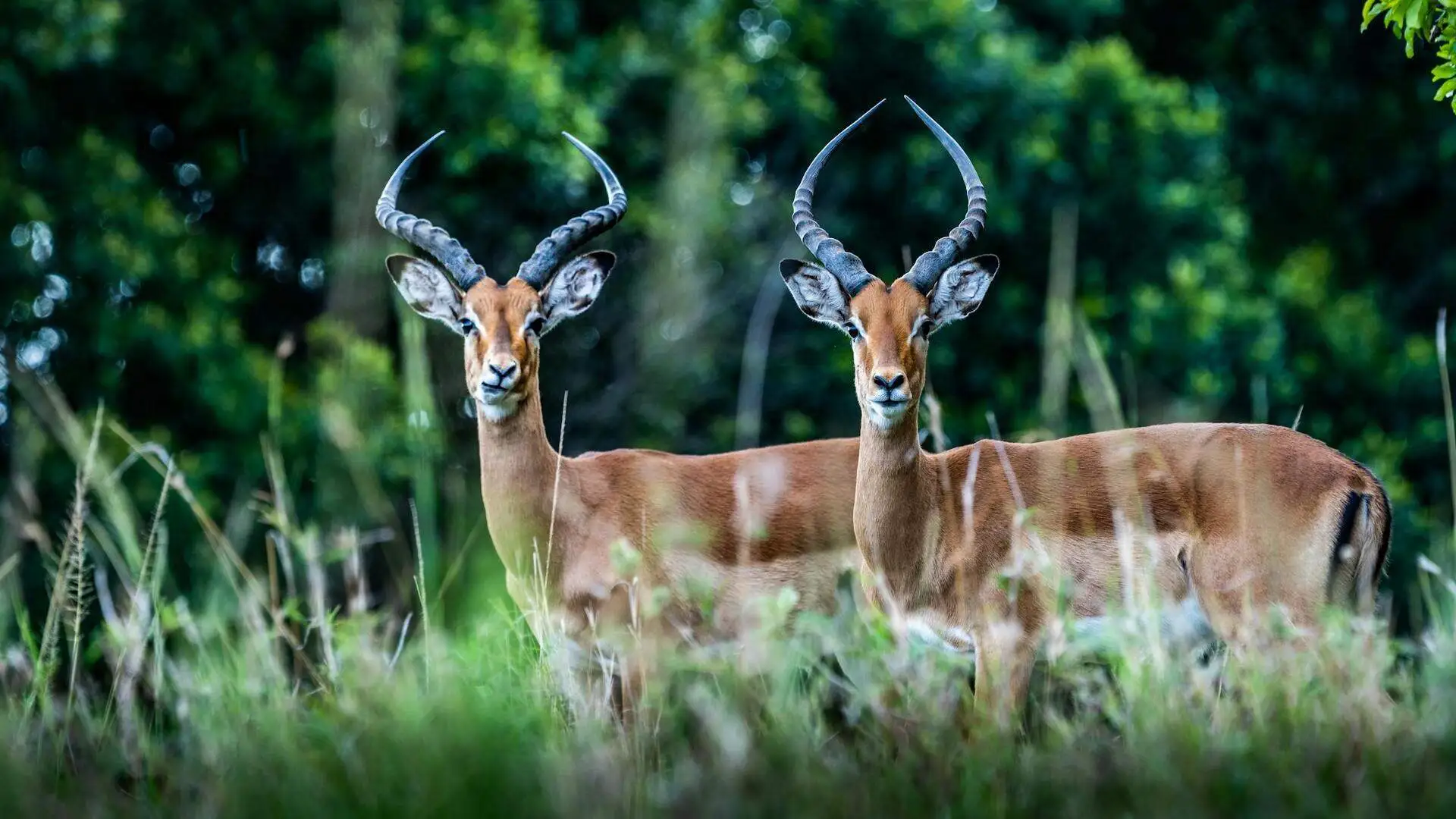 gazalles-vs-antelope-impala