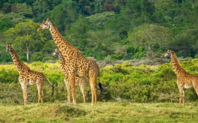 Top 10 Places to See Giraffes in Africa