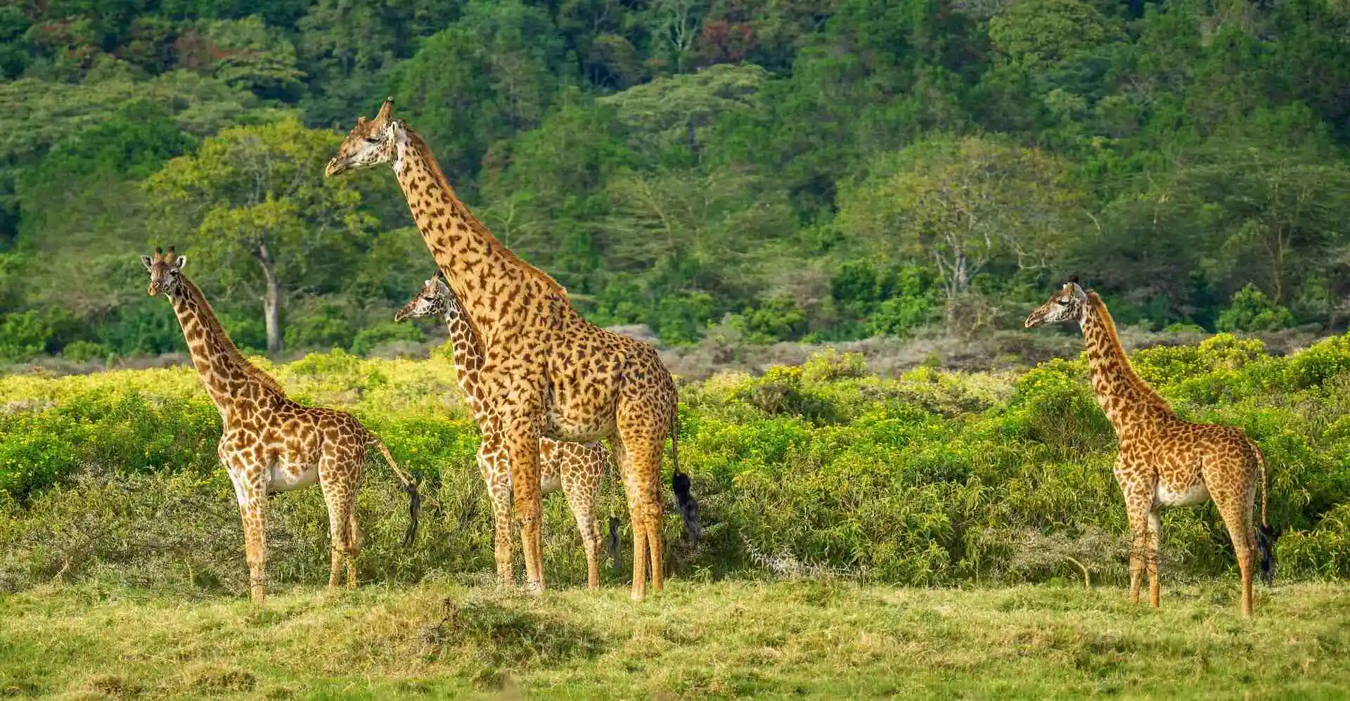 giraffe-in-wild