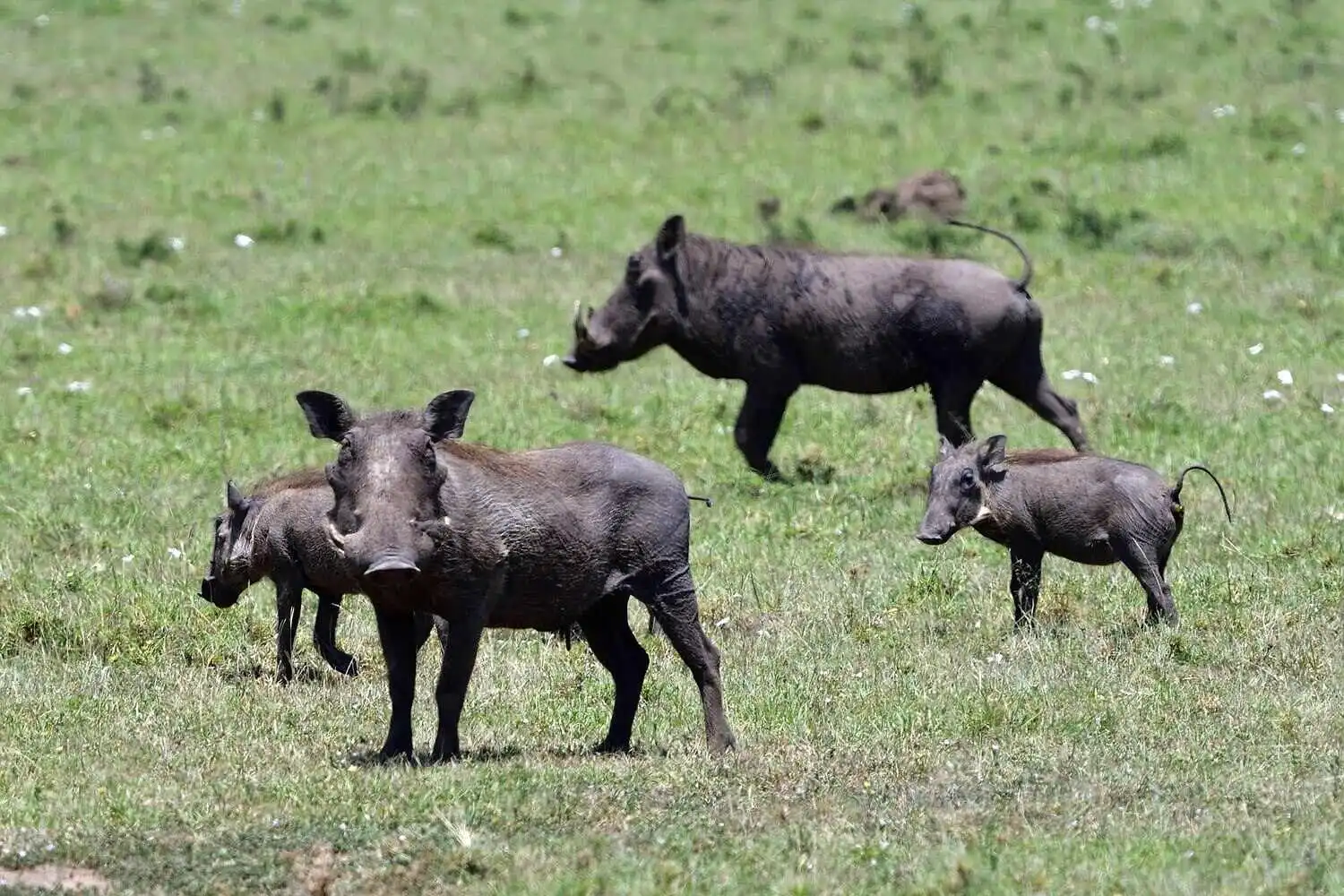 warthog-on-green-grass