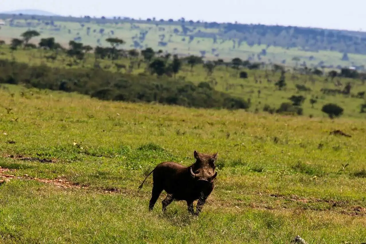 warthog-roaming-in-savannah