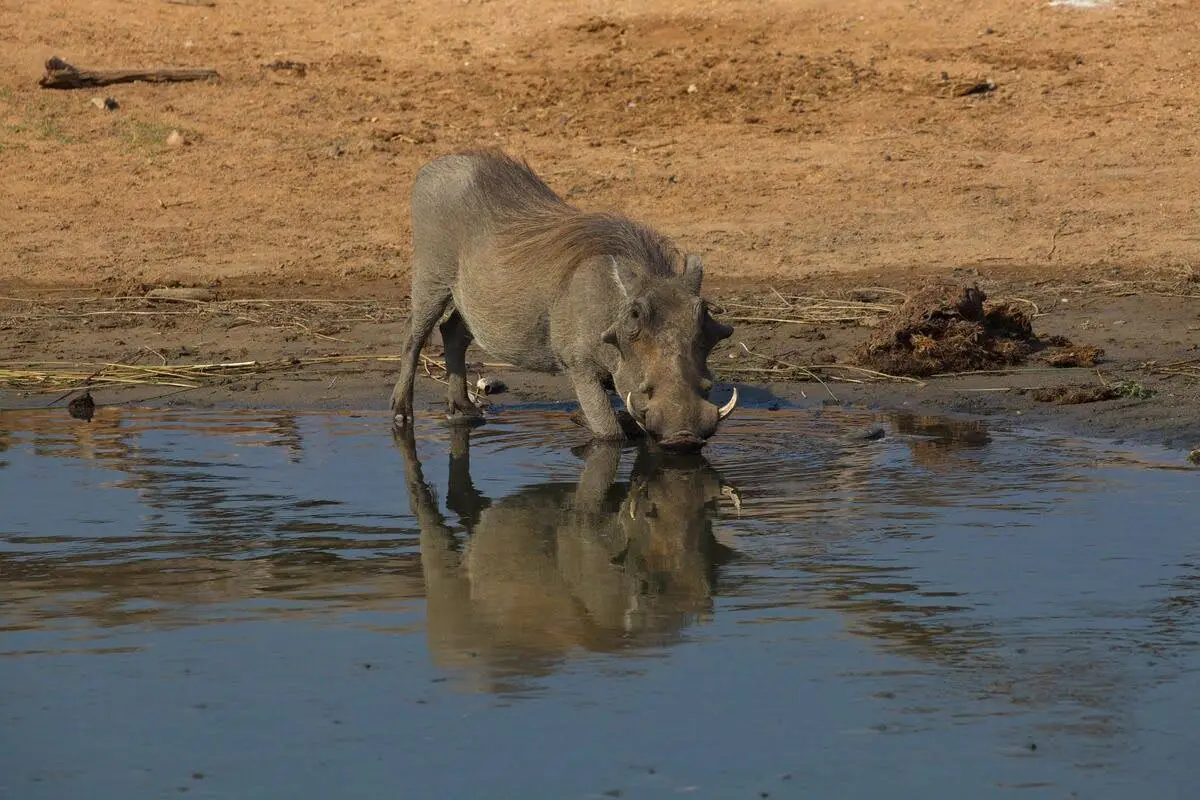 warthog-drinking-water