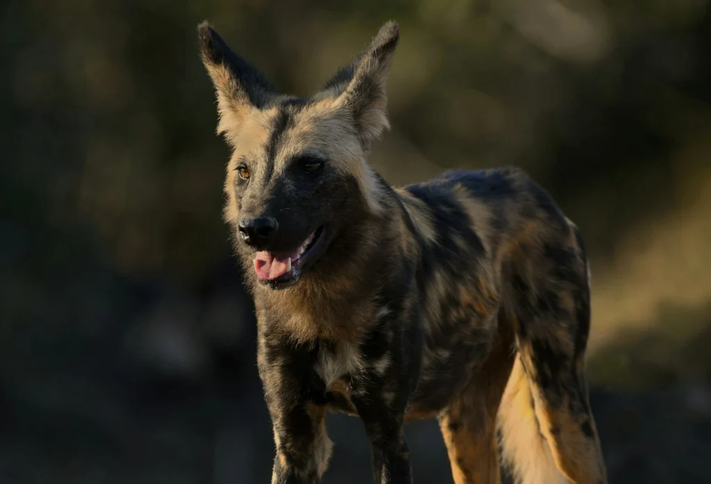 african-wild-dog-standing