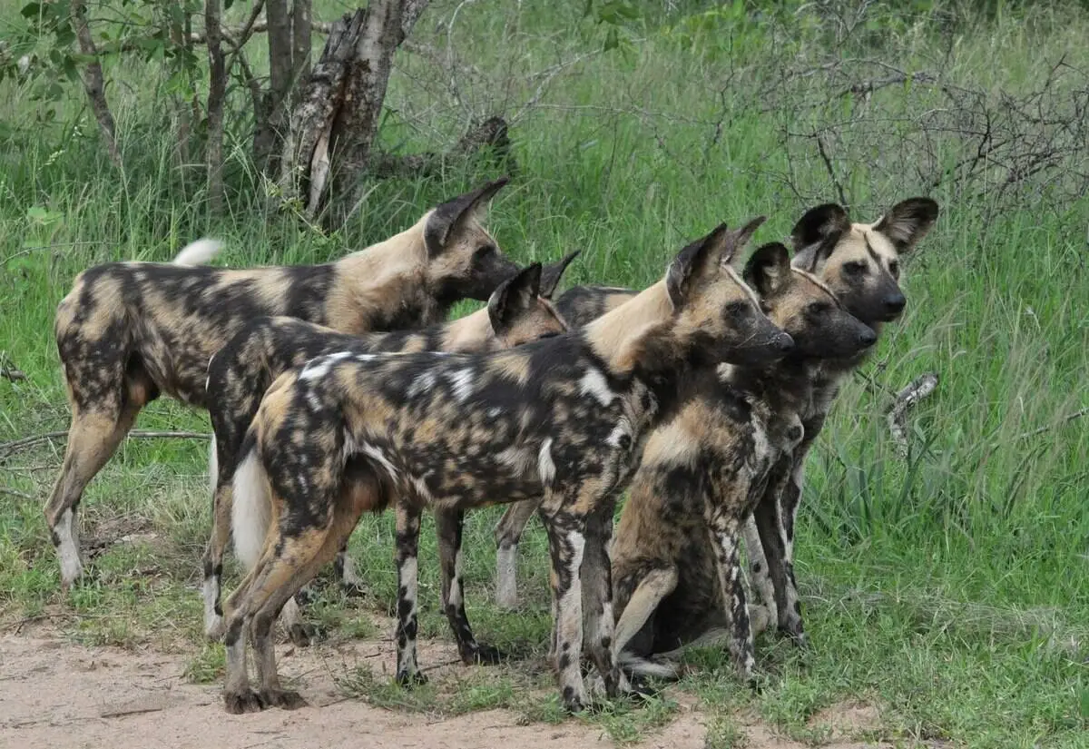 pack-of-african-wild-dog