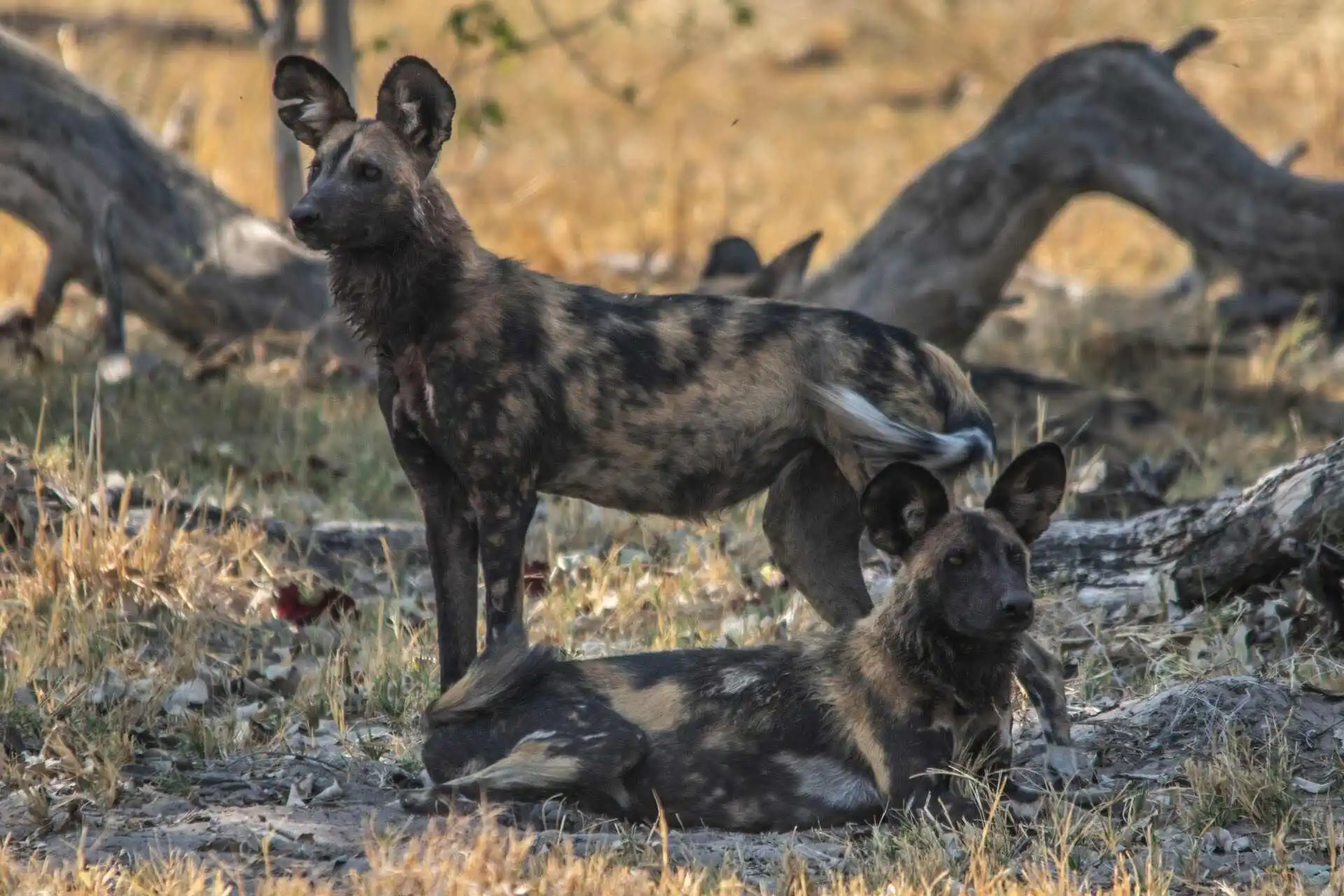 two-wild-dogs