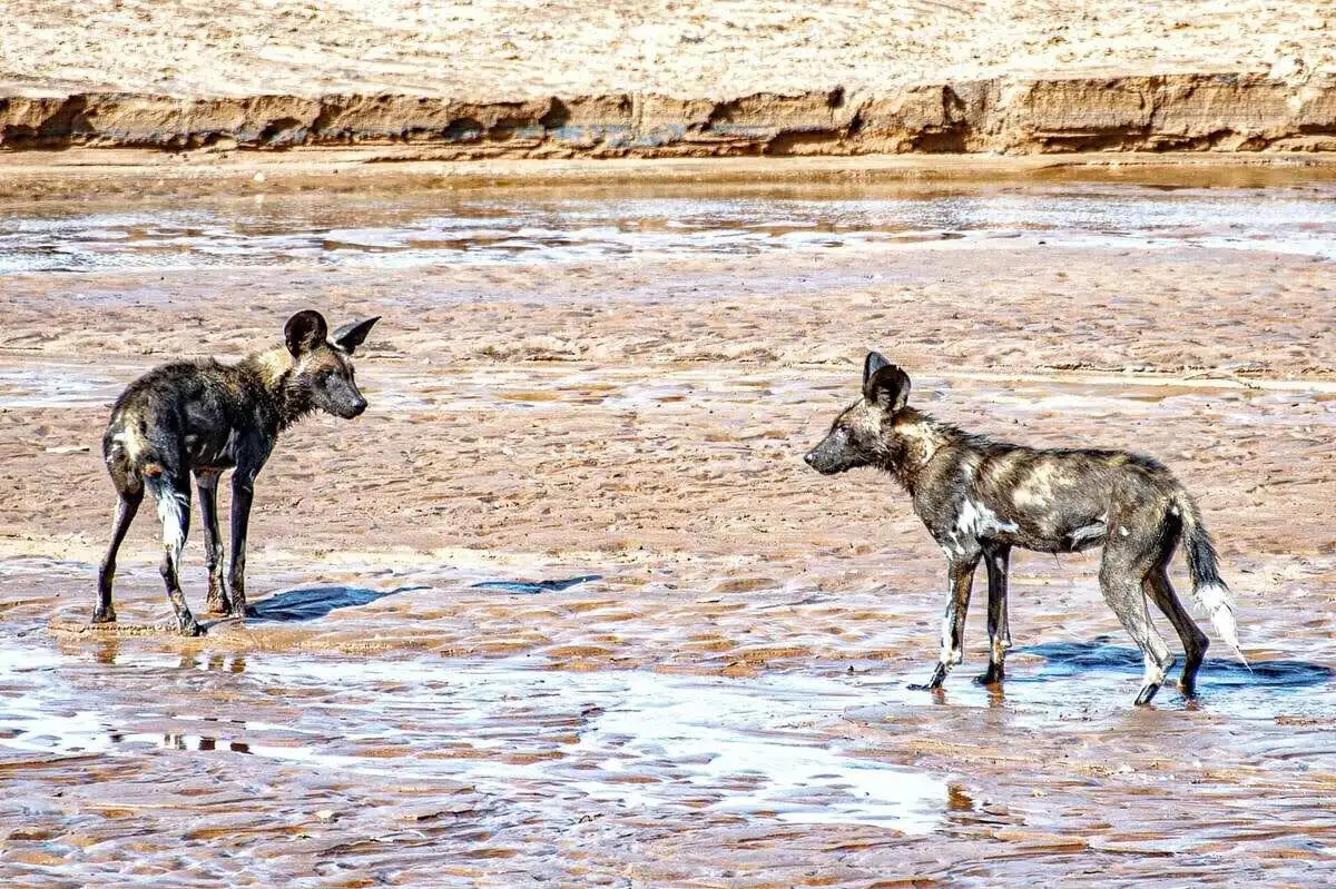 african-wild-dog-in-shallow-river