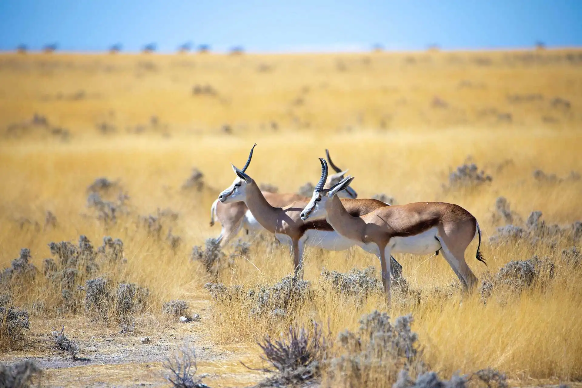 thomson-gazelle-in-africa