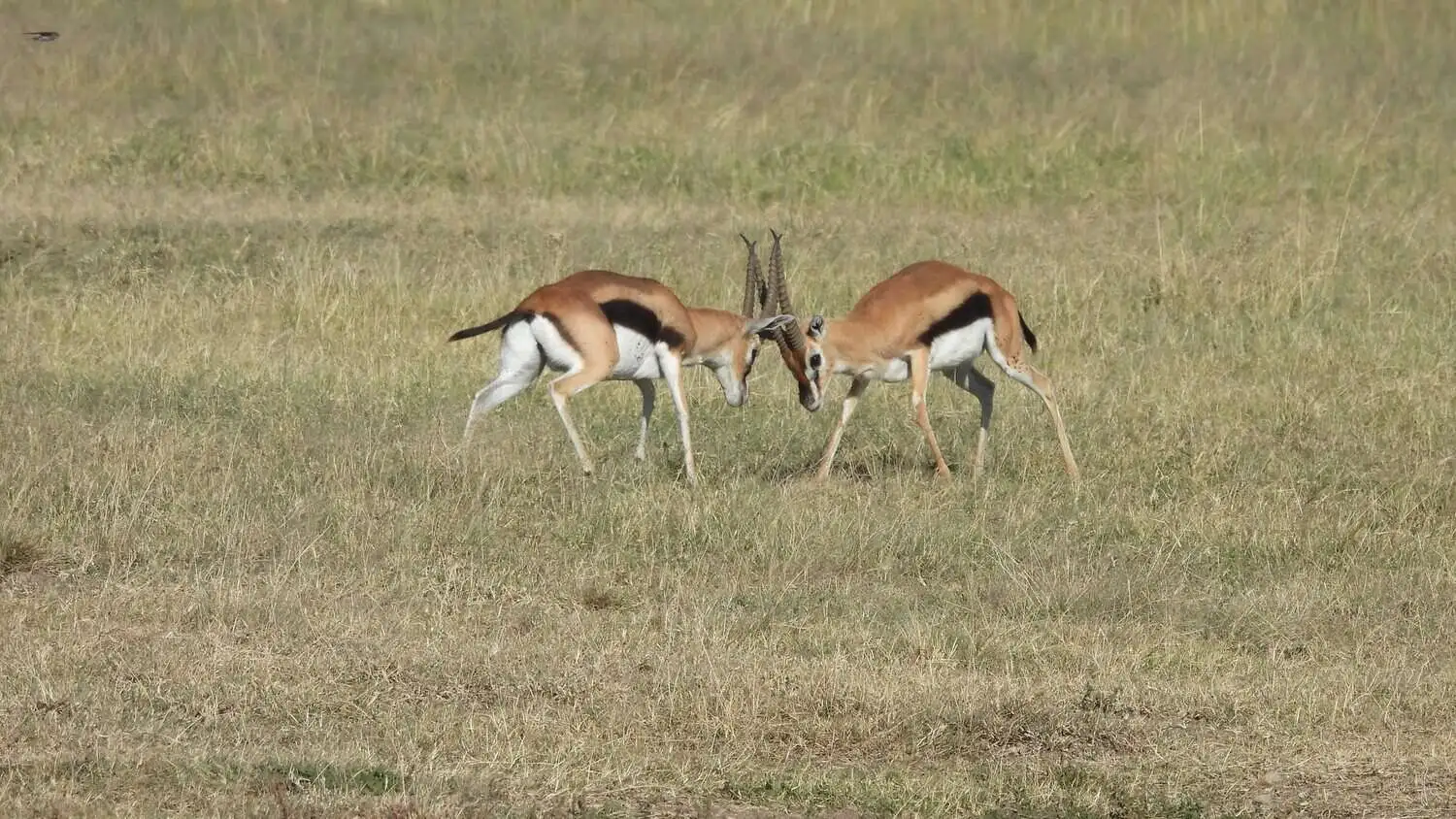 thomson-gazelle-fighting