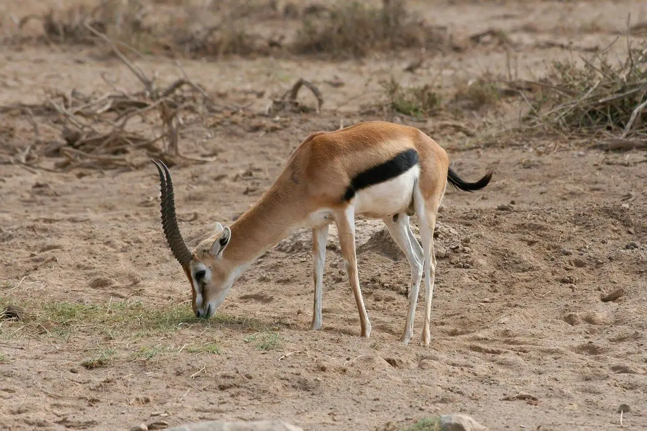 thomson-gazelle-eating