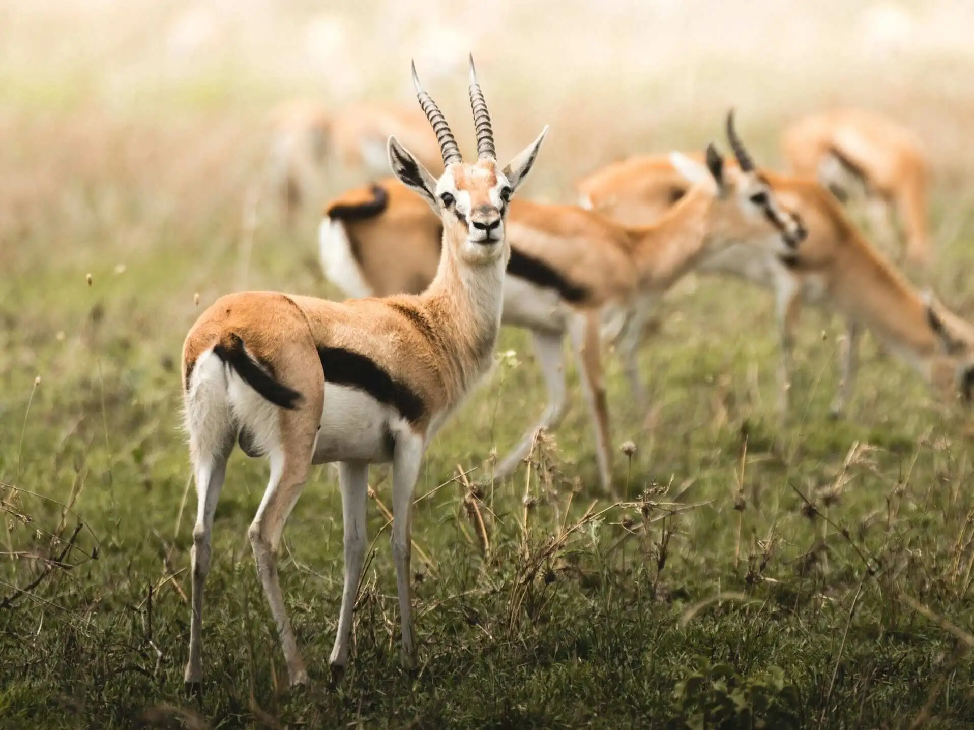 thomson-gazelle-in-wild thomson-gazelle-in-wild