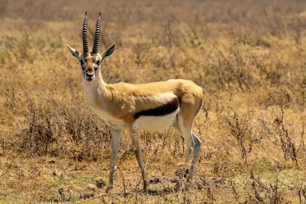 thomson-gazelle-standing-alone