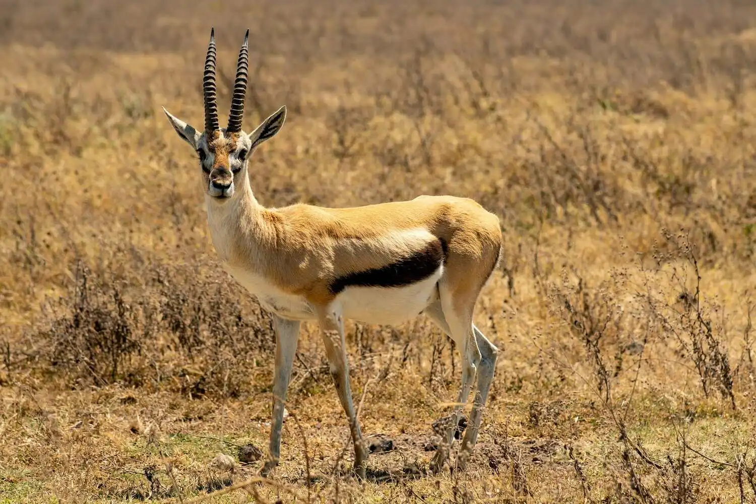 thomson-gazelle-standing-alone thomson-gazelle-standing-alone