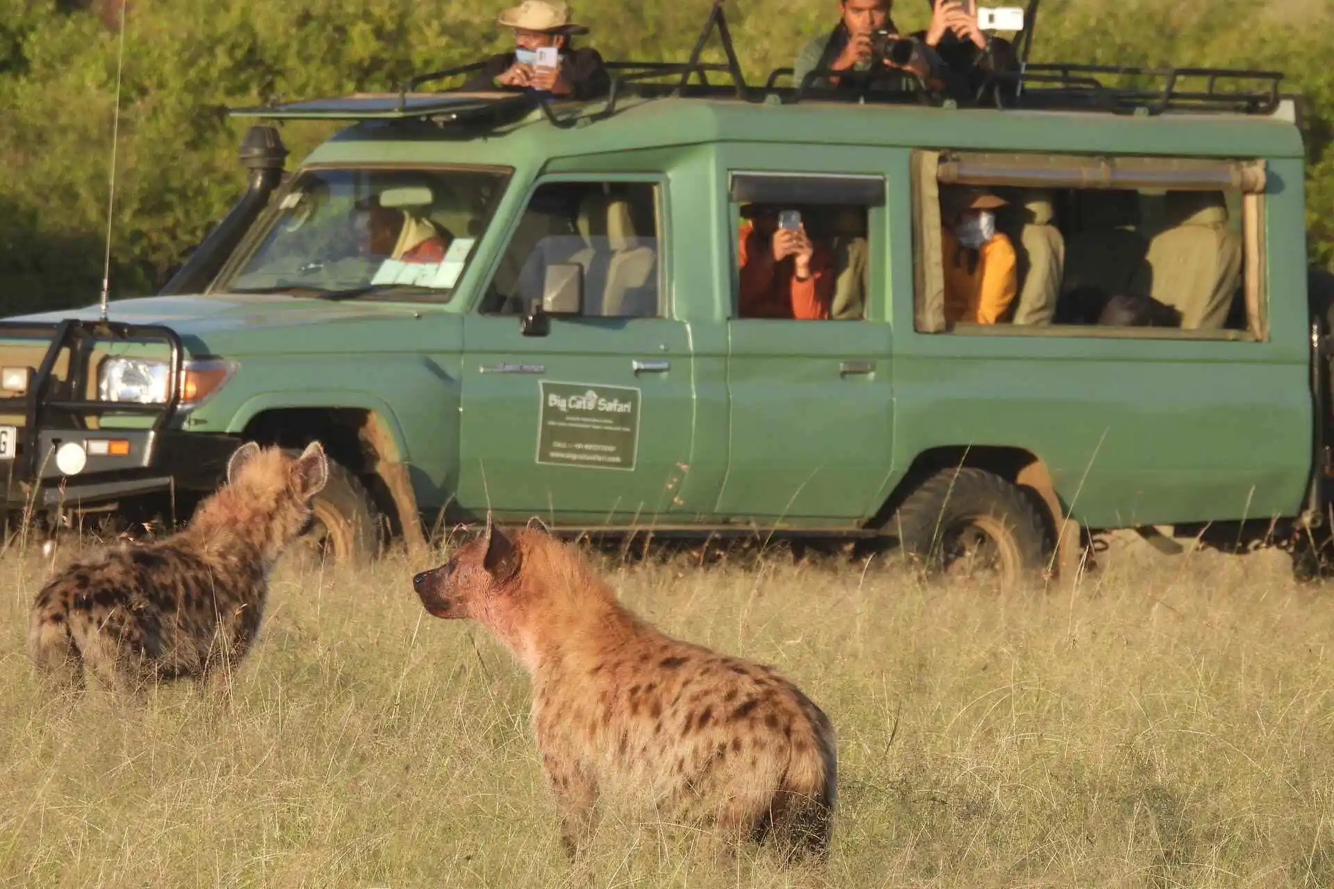 Hyena on Safari with Big Cats Safari