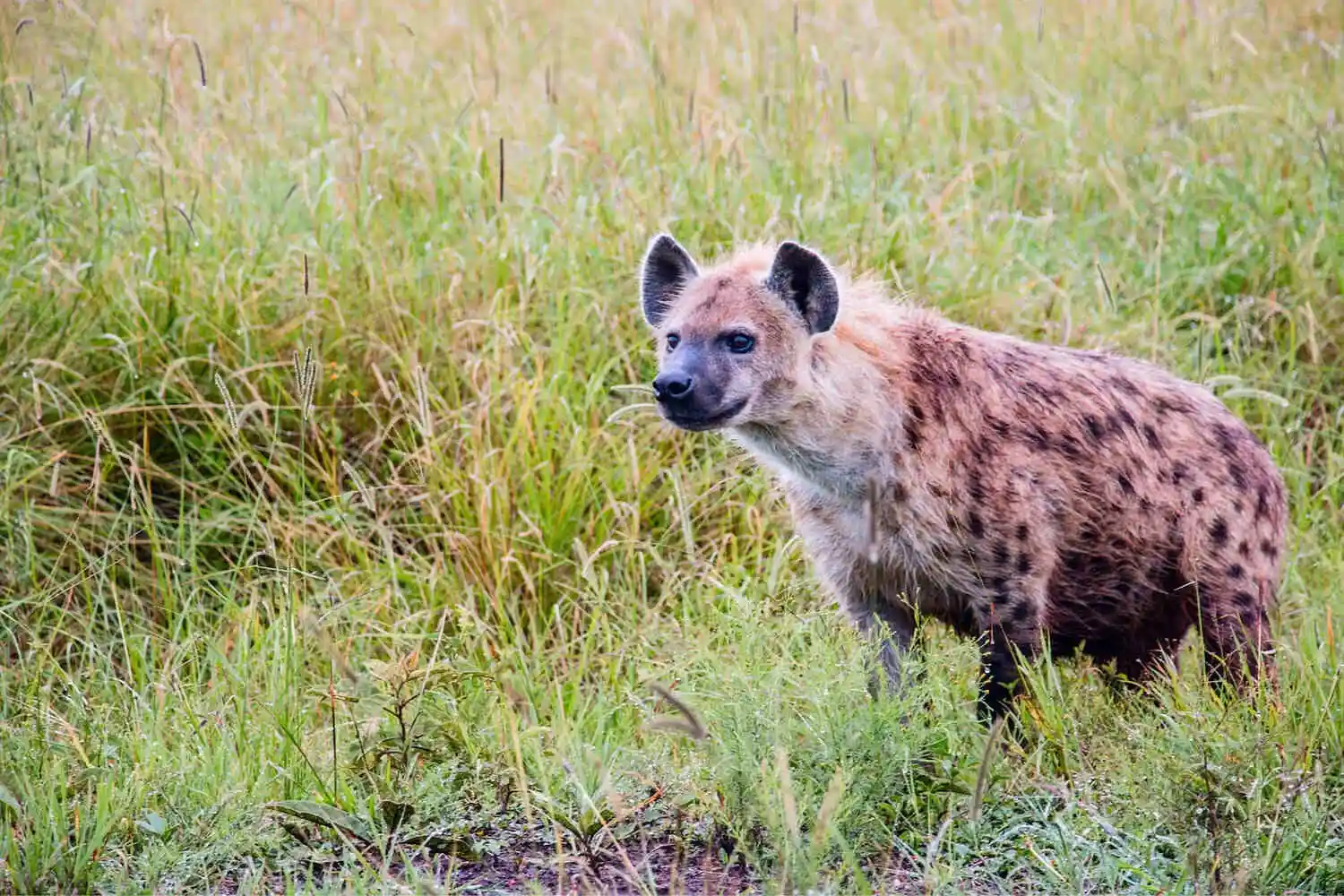 hyena-in-masai-mara