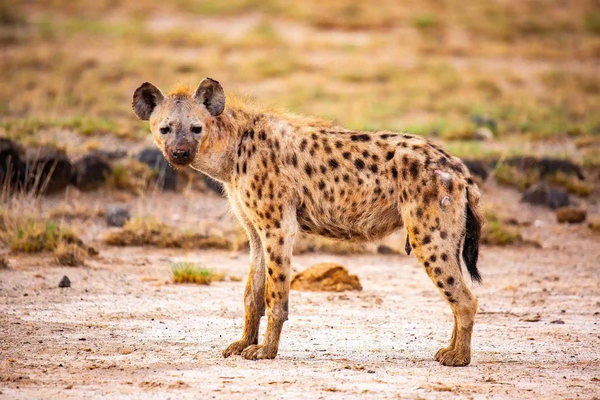 hyena-in-wild