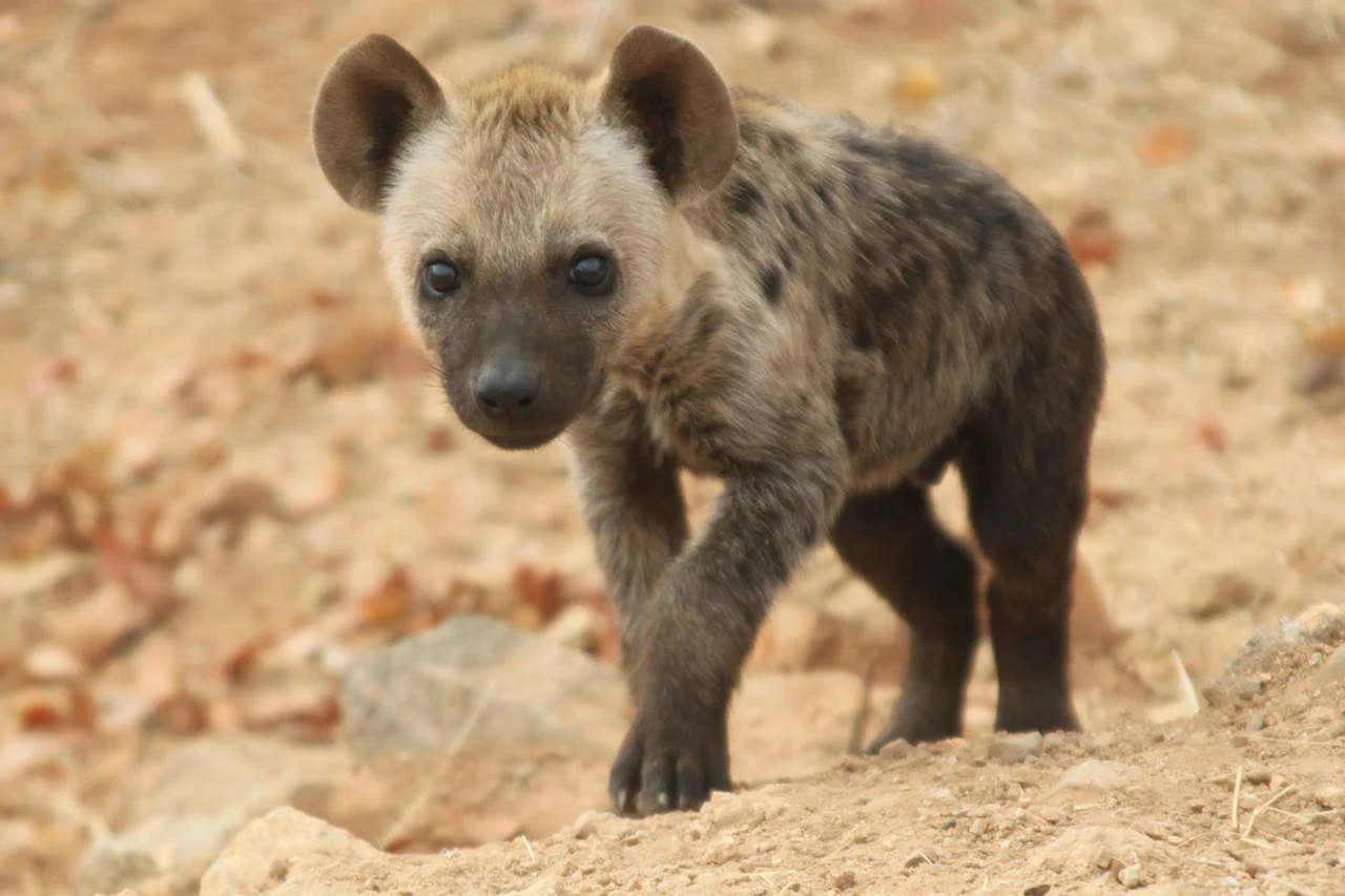 young-hyena
