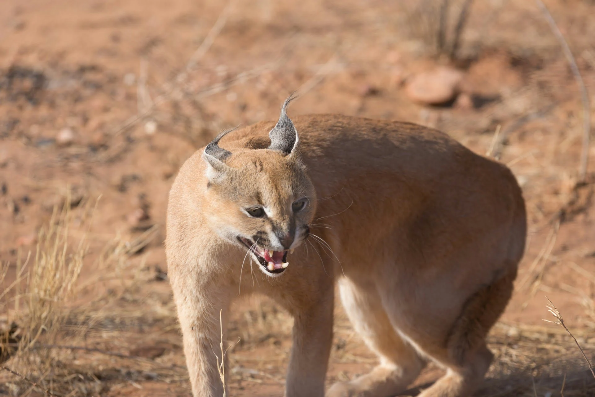 caracal-cat