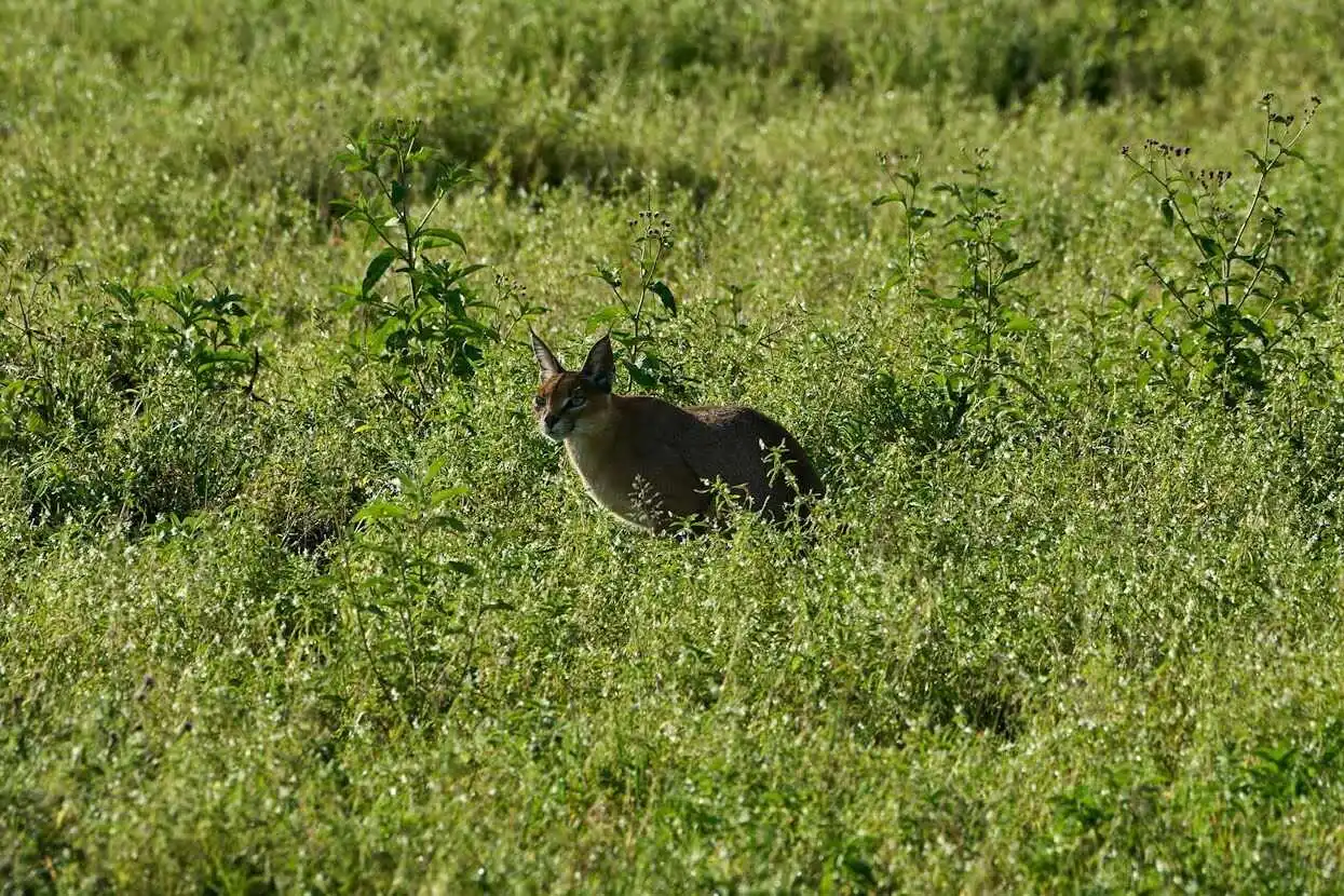 caracel-in-green-grass